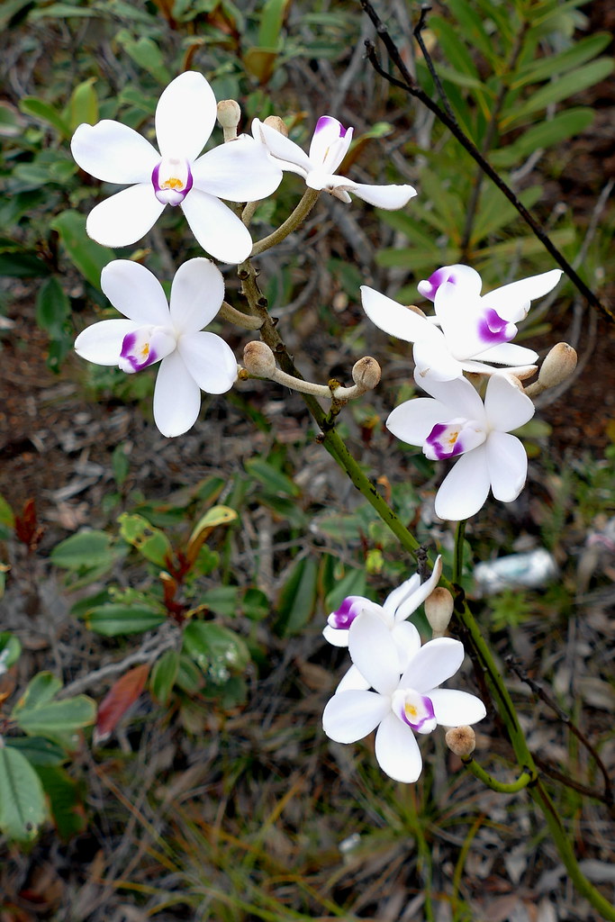 Orchidée Eriaxis rigida, espèce endémique de Nouvelle-Calédonie