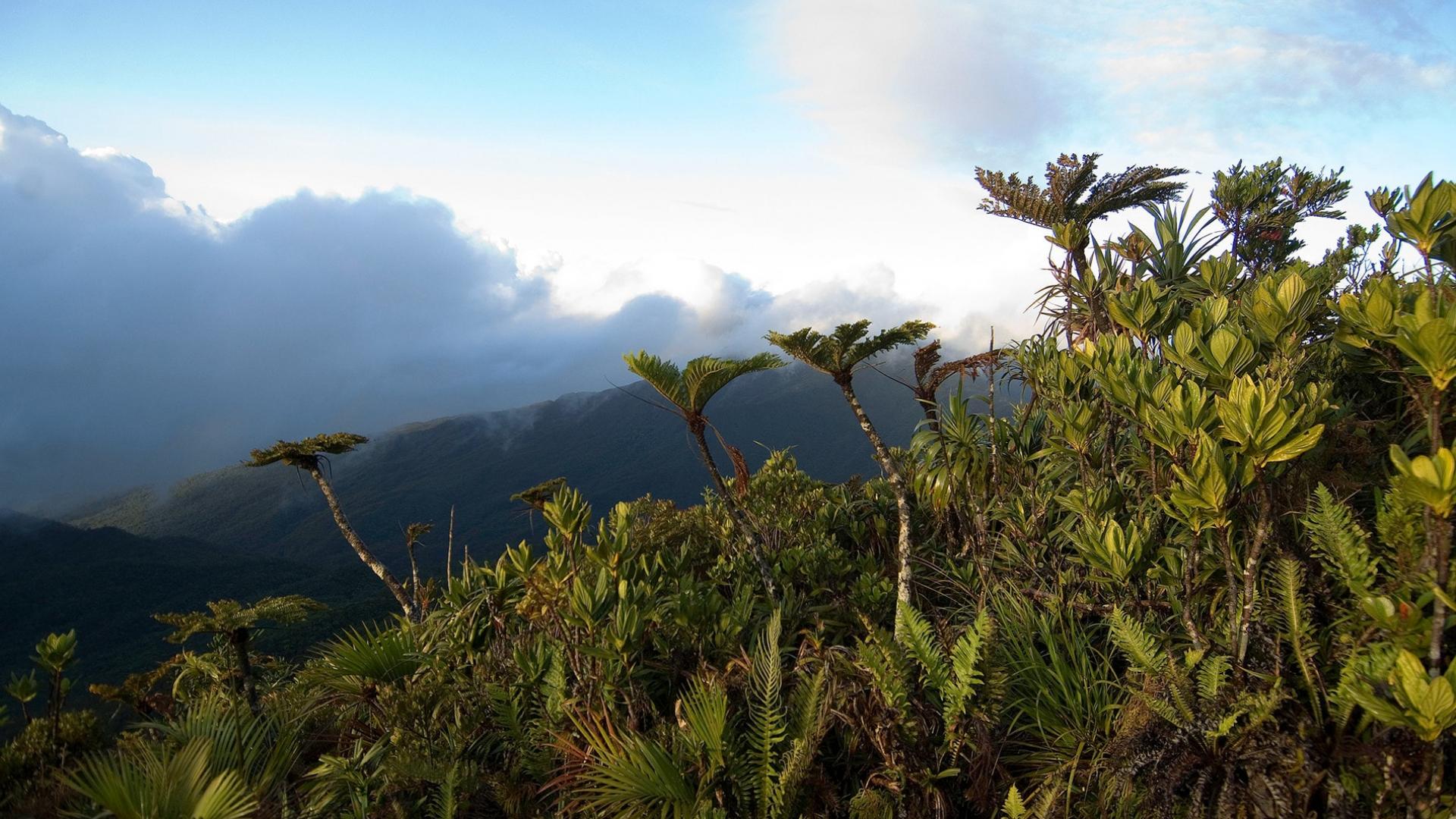 Végétation typique au sommet du Mt. Panié (1628 m) Belle verte menacée Couvrant originellement la quasi-totalité du territoire, la couverture forestière a progressivement reculé depuis l’arrivée des premiers hommes il y a 3 000 ans. Le développement de l’industrie du nickel au cours du 20ème siècle, le défrichage agricole dans les plaines et les très nombreux incendies annuels ont réduit les forêts à moins de 30% de leur surface originelle. Végétation typique au sommet du Mont Panié (1628 m)