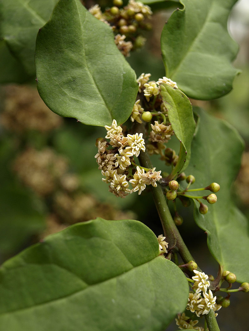 Amborella trichopoda est une espèce de plantes à fleurs endémique des forêts pluvieuses de Nouvelle-Calédonie. Cette espèce appartient à la lignée la plus primitive des plantes à fleurs actuelles.