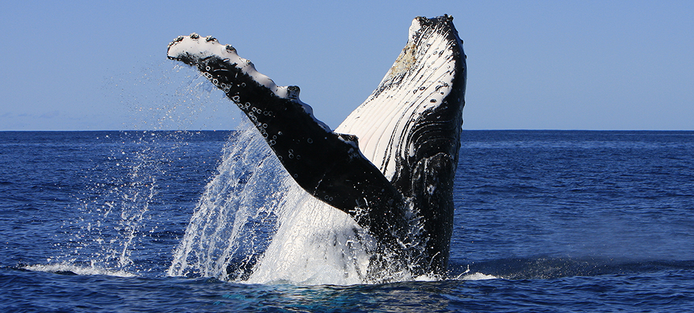Les baleines à bosses sont des espèces emblématiques du parc naturel de la mer de Corail. Il s’agit d’un des plus gros animaux de la planète, facilement reconnaissable avec le corps noir et de longues nageoires pectorales sur le dessous. Chaque année, de mi-juillet à mi-septembre, les baleines à bosses remontent de l’Antarctique pour se reproduire et mettre bas dans le lagon de Nouvelle-Calédonie
