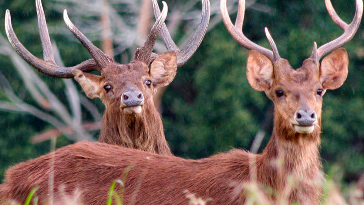 Cerfs de Java.